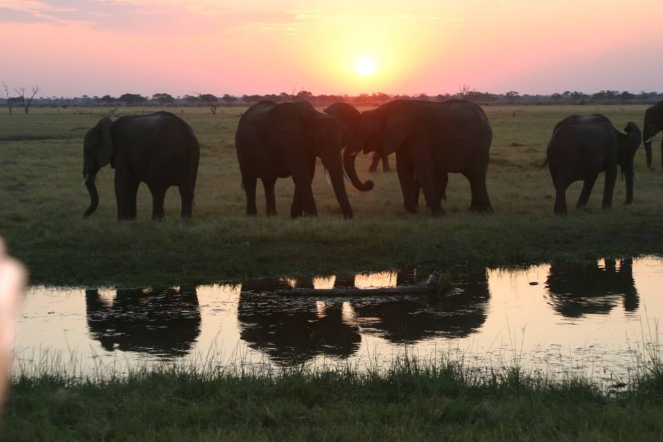 Botswana elephants at river