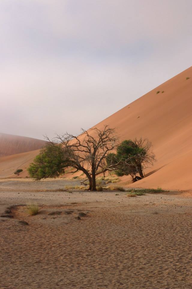 J&amp;R Namibia red dunes and tree2